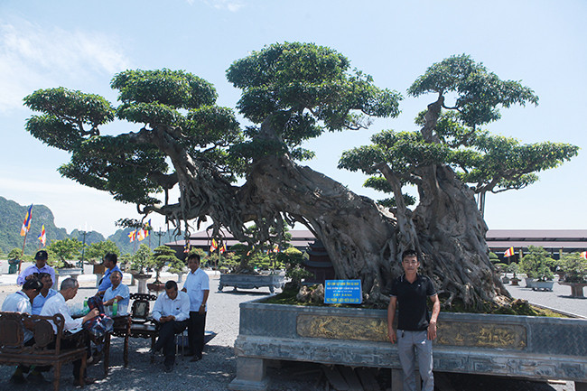 Anh Phạm Văn Dần (TP. Phủ Lý, Hà Nam) - chủ nhân của cây cho biết cách đây 10 năm anh mua lại của một người dân ở Chi Lê (Hòa Bình), họ khai thác trong rừng. Hiện, tác phẩm này có giá khoảng 1 triệu USD (hơn 23 tỷ đồng). Ảnh: Dân Việt.