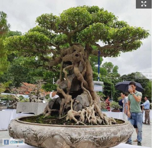 Theo chia sẻ của nghệ nhân Đặng Xuân Cường, ông phải tốn 23 năm để hoàn tác cây sanh "Huyền thượng vũ" trên. Ảnh: Baodatviet.