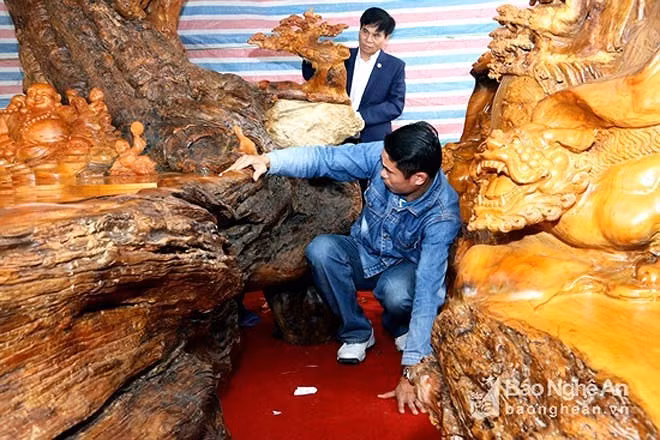 Theo nhiều khách tham quan, gốc gỗ trai này gần như đã hóa thạch. Ảnh: Baonghean.