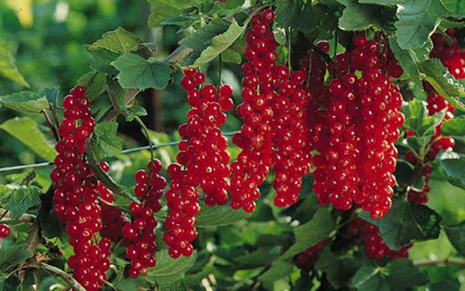 Ở Hà Lan, quả này chỉ được dùng làm mứt để phết bánh mỳ hoặc trộn vào salad. Giá dao động khoảng 10 - 15 euro/kg (khoảng 250.000 - 350.000 đồng/kg). Còn tại Đức, quả này chỉ khoảng 3 - 4 euro/kg (khoảng 75.000 - 100.000 đồng/kg), đắt lắm cũng chỉ 14 euro/kg (khoảng 350.000 đồng/kg).