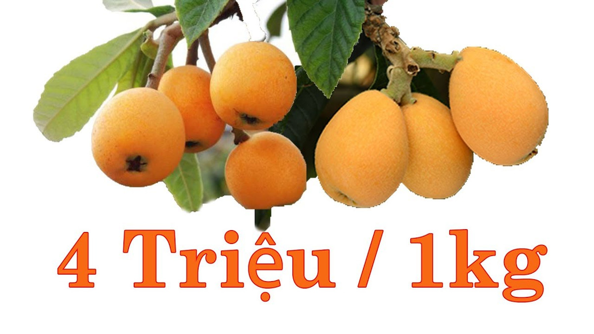 Tuy nhiên, khi về Việt Nam, biwa được bán với giá 4 triệu đồng/kg, nhiều khách muốn ăn phải đặt trước cả tuần mới có hàng.