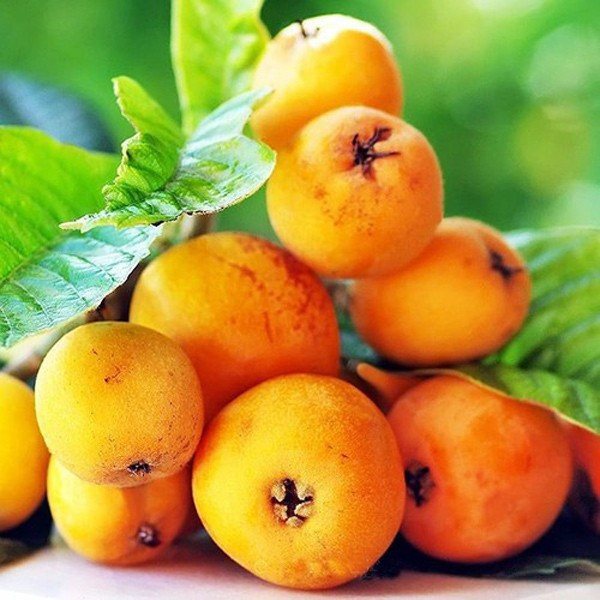 Biwa còn có tên gọi khác là quả nhót nhật, hay quả thanh Trà Nhật. Ở Nhật, biwwa là loại quả mọc dại ven đường, để làm bóng mát, sườn đồi và không có gì đặc biệt.