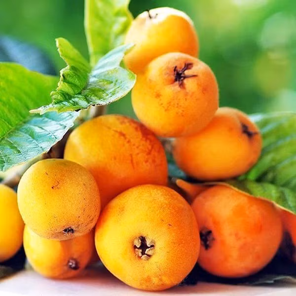 Biwa còn có tên gọi khác là quả nhót nhật, hay quả thanh Trà Nhật. Ở Nhật, biwwa là loại quả mọc dại ven đường, để làm bóng mát, sườn đồi và không có gì đặc biệt.