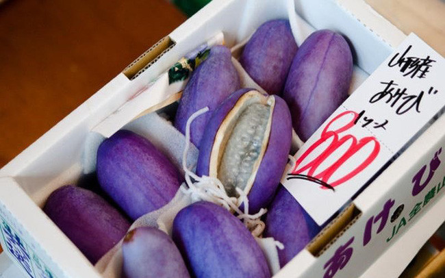 Loại quả này được nhập từ Nhật Bản. Đây là loại cây thân leo, thường được tìm thấy ở vùng núi Tohoku, đảo Honsu, miền Bắc Nhật Bản.