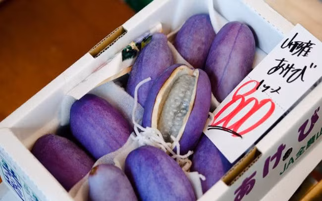 Loại quả này được nhập từ Nhật Bản. Đây là loại cây thân leo, thường được tìm thấy ở vùng núi Tohoku, đảo Honsu, miền Bắc Nhật Bản.