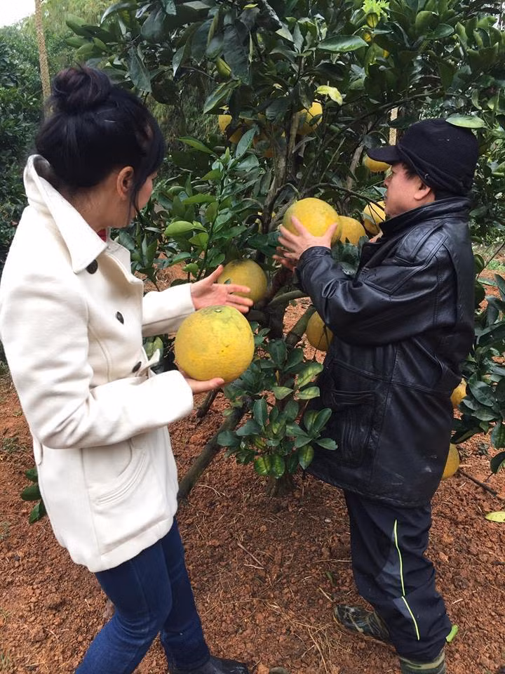 Vợ chồng NSƯT Chiều Xuân và Đỗ Hồng Quân đầu tư một khu vườn rộng 1000m2 ở ngoại thành Hà Nội để trồng rau, củ, quả sạch. Ảnh: Vietnamnet.