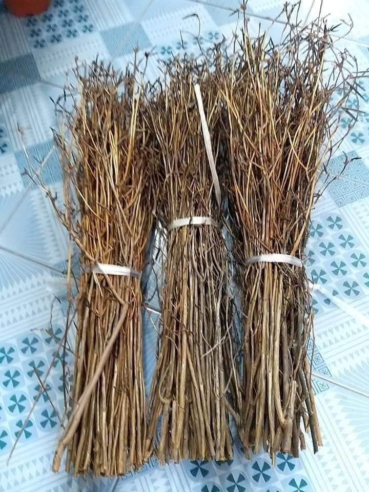 Dịp Tết 2018, hoa đỗ quyên ngủ đông từng tạo ra cơn sốt trên thị trường hoa ở Việt Nam.