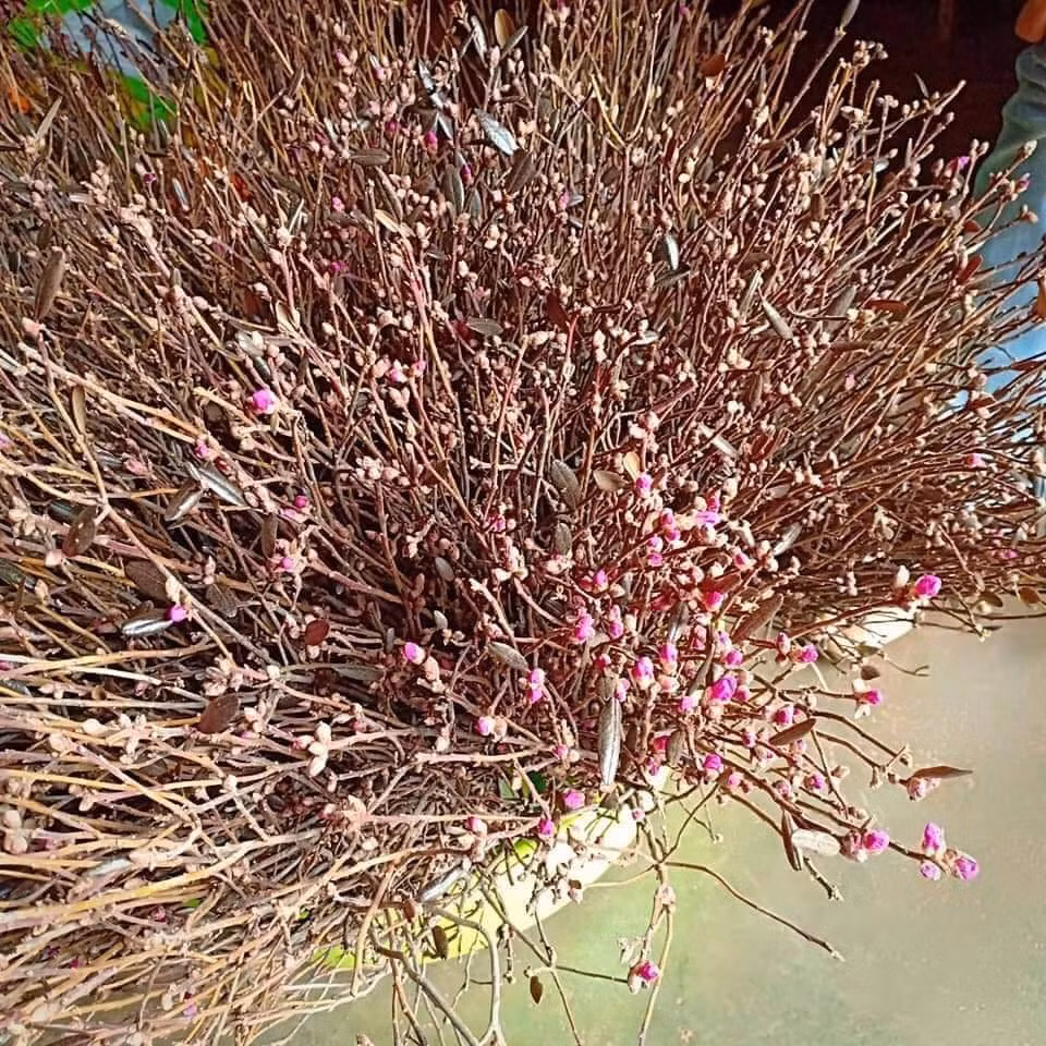 Theo người bán, đỗ quyên ngủ đông có nguồn gốc từ Trung Quốc.