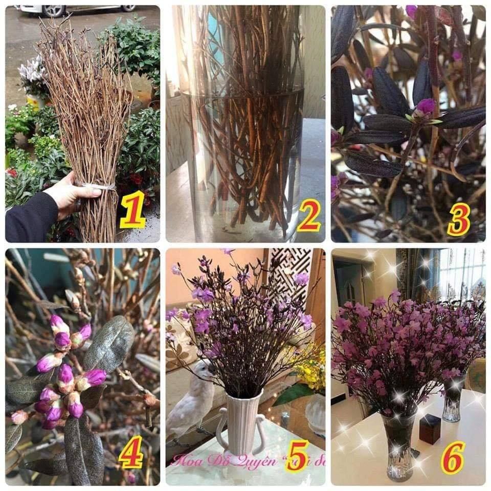 Là loại hoa khô, đỗ quyên ngủ đông có hình dáng như que củi, chỉ cần cắm vào nước đến ngày thứ 2 sẽ “thức giấc”.