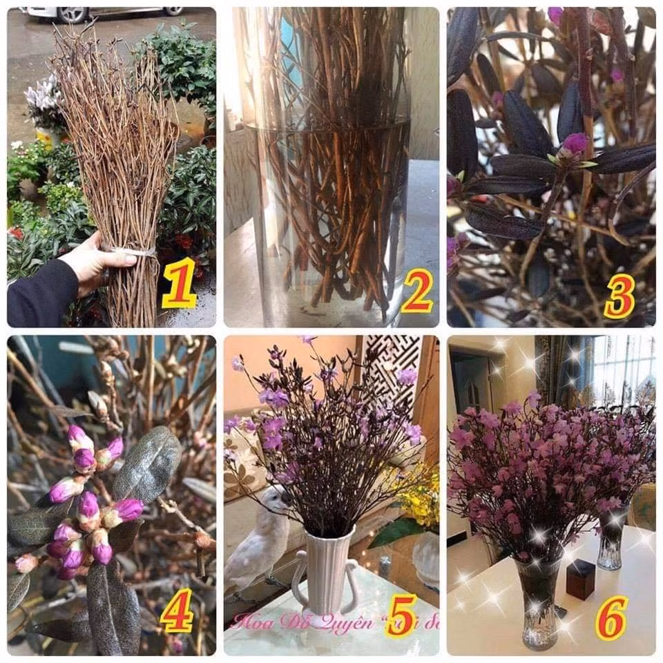 Là loại hoa khô, đỗ quyên ngủ đông có hình dáng như que củi, chỉ cần cắm vào nước đến ngày thứ 2 sẽ “thức giấc”.