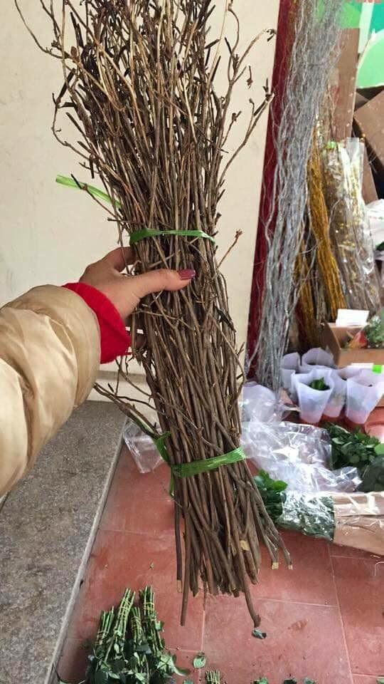 Hoa đỗ quyên nhìn có vẻ như một cành củi khô nhưng thực tế vẫn còn ẩm liên kết tồn tại bên trong thân cành...