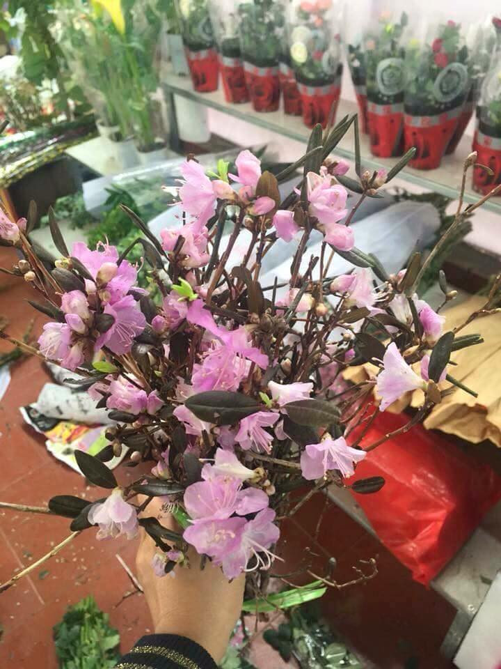 Vì vậy, khi được cắm vào nước, những “cành củi” đỗ quyên sẽ hút ẩm để dần dần hồi sinh và có thể nở hoa bình thường.