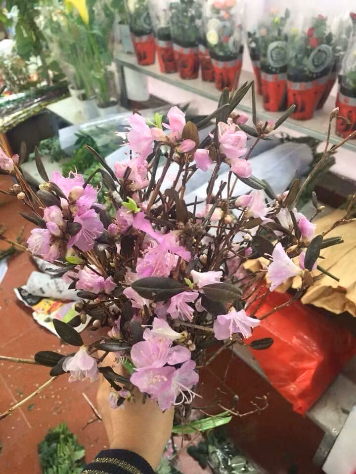 Vì vậy, khi được cắm vào nước, những “cành củi” đỗ quyên sẽ hút ẩm để dần dần hồi sinh và có thể nở hoa bình thường.