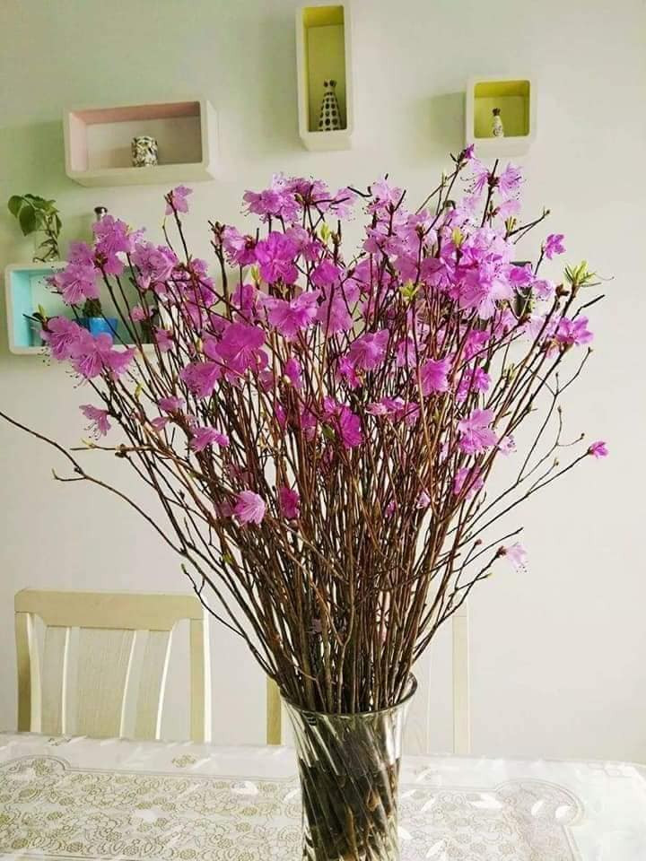 Ngày thứ 3 trở đi, nụ sẽ bung ra và lớn dần. Đến ngày thứ 14, hoa sẽ bung nở hết, chồi lá nảy lôc không khác gì những bông đỗ quyên mọc trong tự nhiên.