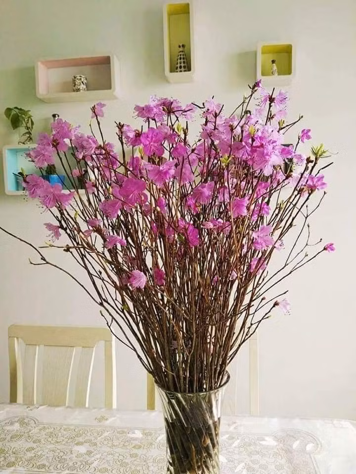 Ngày thứ 3 trở đi, nụ sẽ bung ra và lớn dần. Đến ngày thứ 14, hoa sẽ bung nở hết, chồi lá nảy lôc không khác gì những bông đỗ quyên mọc trong tự nhiên.