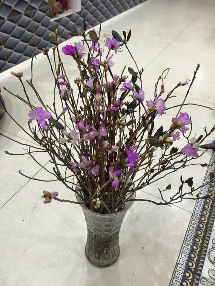 Chia sẻ trên VTC News, PGS.TS. Nguyễn Duy Thịnh, Viện Công nghệ Sinh học và Thực phẩm - Đại học Bách Khoa Hà Nội cho biết: "Loại hoa đỗ quyên khô hay còn gọi là hoa ngủ đông này hoàn toàn có thể nở hoa bình thường mà không cần ngâm, tẩm các hóa chất độc hại nhờ công nghệ sấy lạnh kỹ thuật cao".