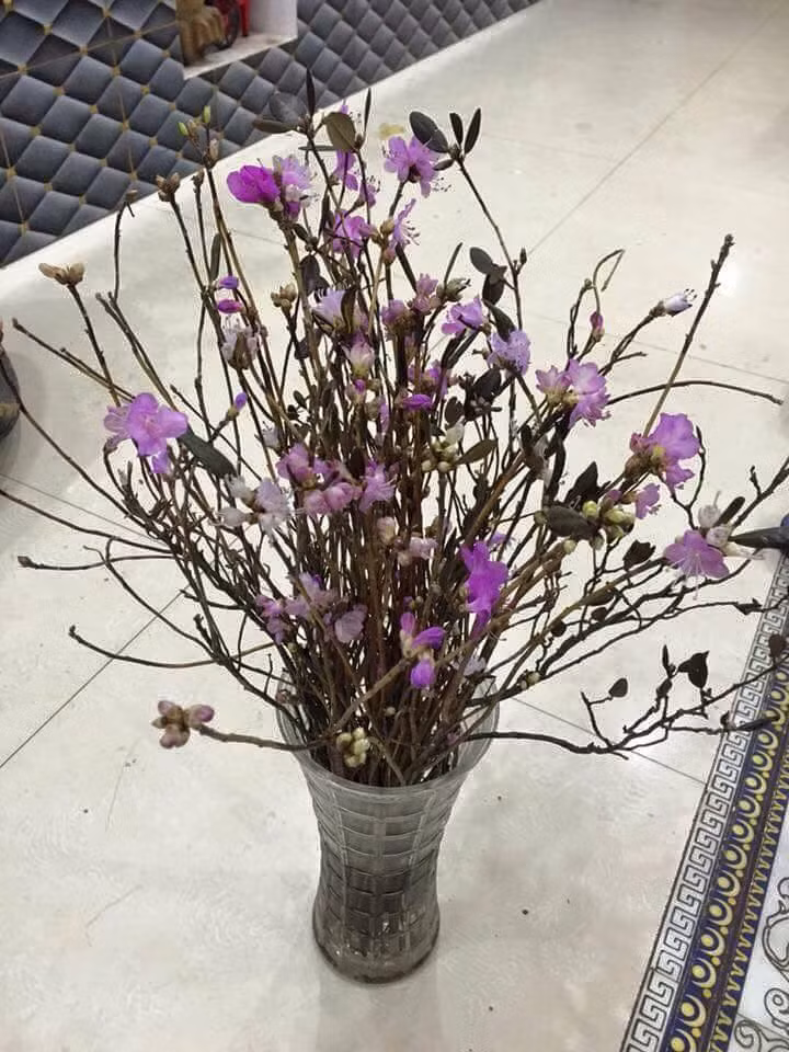 Chia sẻ trên VTC News, PGS.TS. Nguyễn Duy Thịnh, Viện Công nghệ Sinh học và Thực phẩm - Đại học Bách Khoa Hà Nội cho biết: "Loại hoa đỗ quyên khô hay còn gọi là hoa ngủ đông này hoàn toàn có thể nở hoa bình thường mà không cần ngâm, tẩm các hóa chất độc hại nhờ công nghệ sấy lạnh kỹ thuật cao".