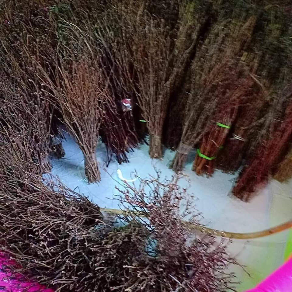 Mỗi bó hoa đỗ quyên ngủ đông có giá dao động từ 170.000 - 300.000 đồng. Nếu bán theo cành thì có giá chừng 5.000 đồng đến 10.000 đồng một cành.