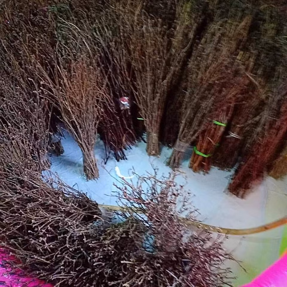 Mỗi bó hoa đỗ quyên ngủ đông có giá dao động từ 170.000 - 300.000 đồng. Nếu bán theo cành thì có giá chừng 5.000 đồng đến 10.000 đồng một cành.