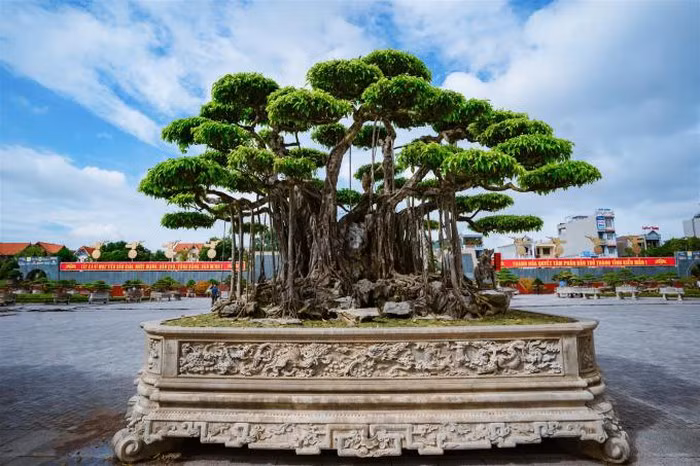 Tại Festival cây cảnh - đá quý - đá phong thủy 2019 ở Thanh Hóa, tác phẩm sanh cổ “Nham Thạch Bách Niên” được giới chuyên môn đánh giá cao và định giá tới 20 triệu USD (tương đương 460 tỷ đồng). Ảnh: Phapluatplus.