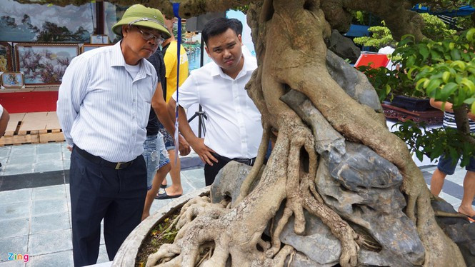 Bộ rễ cây ôm trọn khối đá rêu phong, tạo thế vững chắc. Ảnh: Zing.