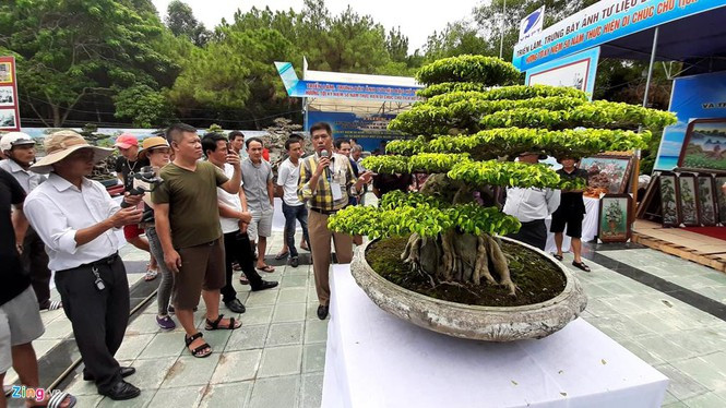Xuất hiện tại triển lãm đá quý, hoa lan và bon sai toàn quốc ở Thanh Hóa hồi tháng 8/2019, cây sanh có tên "Huyền Phượng Vũ" của họa sĩ, nghệ nhân Đặng Xuân Cường (Hà Nội) thu hút sự chú ý đặc biệt của khách tham quan. Ảnh: Zing.