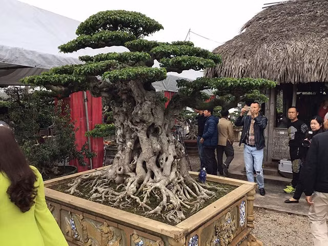 Được biết, cây sanh cổ độc nhất vô nhị này có nguồn gốc là ngọn của một cây sanh khác, được ông Mười cắt ra và chăm sóc trong khoảng hơn 10 năm. Ảnh: Dân Việt.