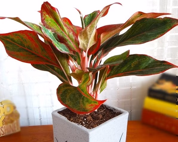 Trong 4 loai cay nay trong nha hut tai loc, gia chu doi van tien bac ao ao keo toi cua