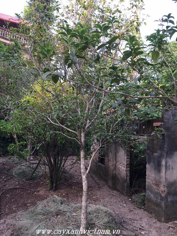 Hoa mộc hương có nhiều màu sắc khác nhau như trắng, vàng, cam. Bông hoa rất nhỏ đường kính chỉ khoảng 1cm và mọc thành chùm. Hoa 4 cánh và có mùi hương rất quyến rũ. Ảnh: Cayxanhvietnam