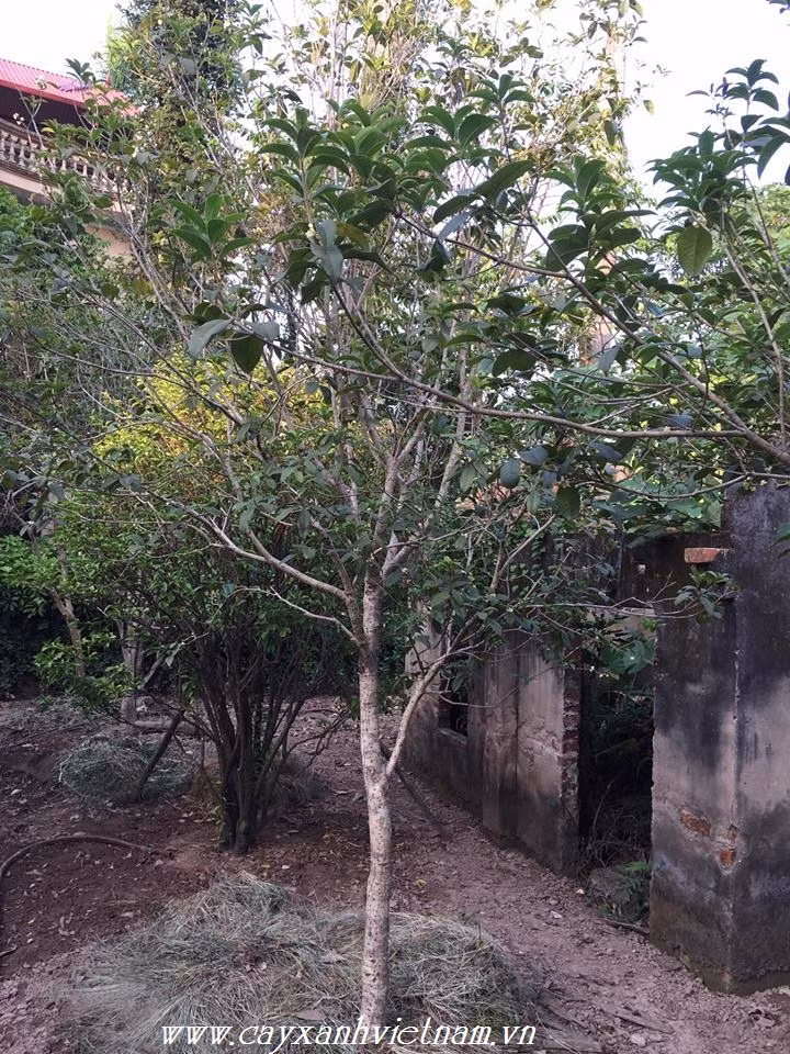 Hoa mộc hương có nhiều màu sắc khác nhau như trắng, vàng, cam. Bông hoa rất nhỏ đường kính chỉ khoảng 1cm và mọc thành chùm. Hoa 4 cánh và có mùi hương rất quyến rũ. Ảnh: Cayxanhvietnam