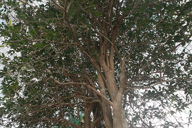  Cây mộc hương mọc rất chậm nên những cây có đường kính lớn và thân cao như cặp mộc hương "Huynh đệ" là rất quý hiếm. Ảnh: ĐSPL.