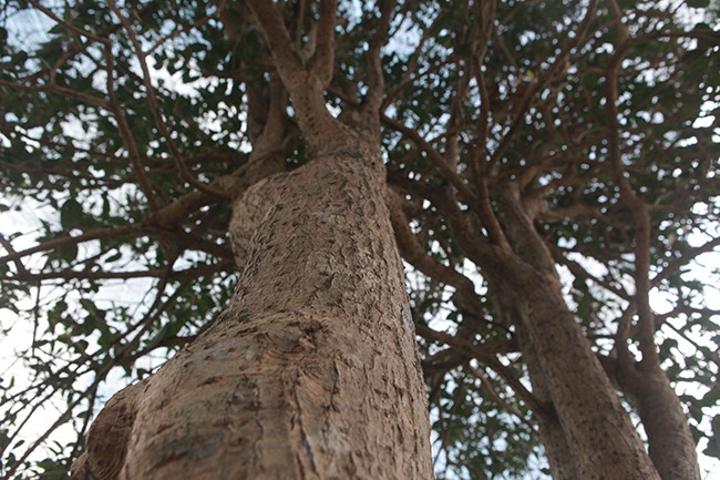 Có khách trả tới 3 tỷ đồng nhưng chủ nhân không bán mà để chơi. Ảnh: Dân Việt.