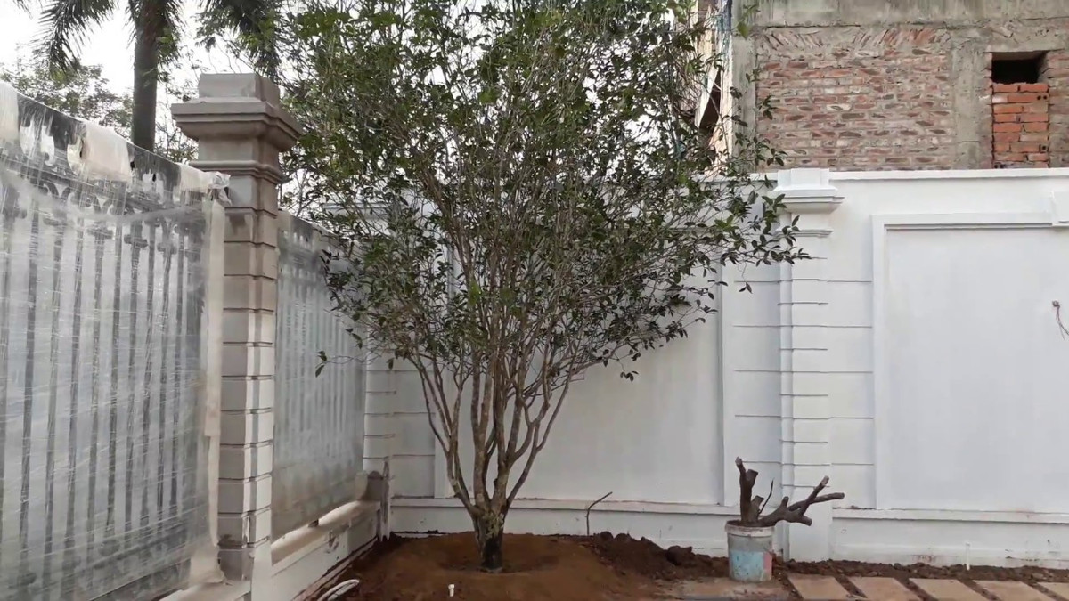 Hoa mộc hương có mùi thơm, thường dùng pha trà uống. Bởi thế, người xưa thường nói "Sắc trà hương mộc" để miêu tả về vẻ đẹp và mùi hương làm say đắm lòng người của loài cây mộc hương. Ảnh: Thegioicayvahoa.