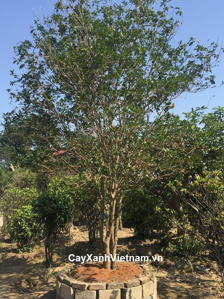 Điều này khiến mộc hương cổ ở Việt Nam ngày càng khan hiếm. Ảnh: Cayxanhvietnam