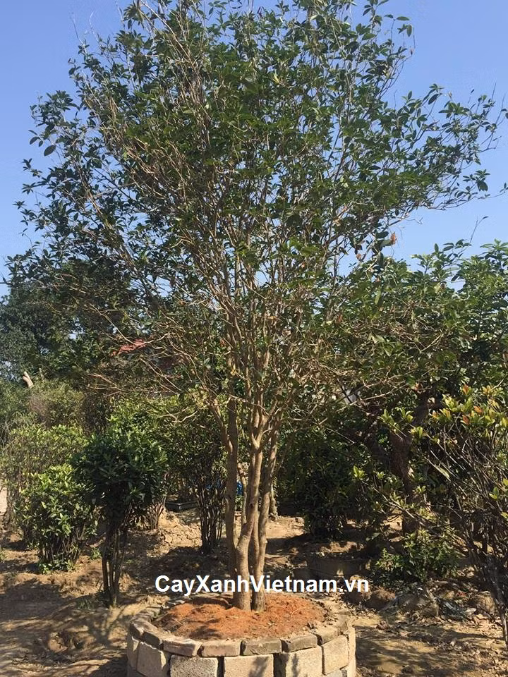 Điều này khiến mộc hương cổ ở Việt Nam ngày càng khan hiếm. Ảnh: Cayxanhvietnam