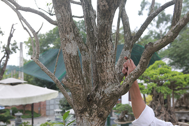 Thời xưa, mộc hương vàng xịn phải nhà nào giàu có mới được chơi. Thông thường, chỉ vua chúa hay các quan mới chơi. Ảnh: Dân Việt.