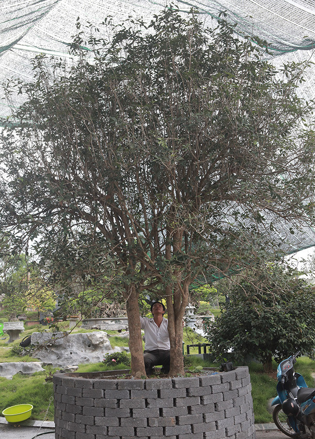 Anh Bùi Đức Dũng (TP. Việt Trì, Phú Thọ) sở hữu đôi mộc hương cổ 80 tuổi thuộc hàng quý hiếm và có giá trị rất cao. Ảnh: Dân Việt.