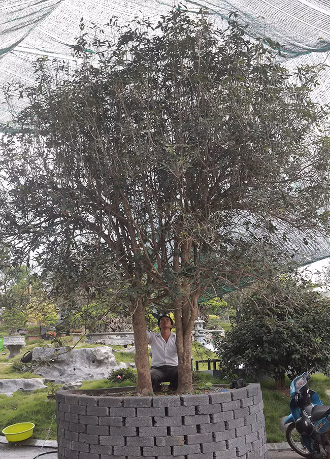 Anh Bùi Đức Dũng (TP. Việt Trì, Phú Thọ) sở hữu đôi mộc hương cổ 80 tuổi thuộc hàng quý hiếm và có giá trị rất cao. Ảnh: Dân Việt.