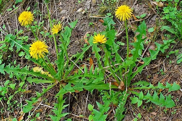 Bat ngo 5 loai hoa an duoc o Viet Nam, gia von ven 0 dong