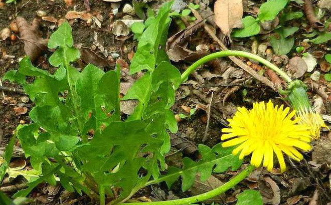 Hoa bồ công anh có thể ăn trực tiếp hoặc trộn salad, tẩm bột chiên hoặc dùng làm thạch hay rượu vang.