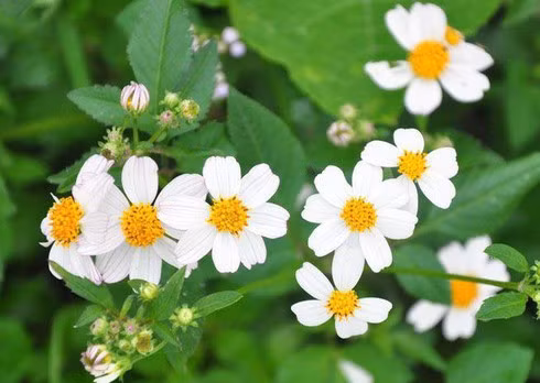 Hoa xuyến chi mọc dại ven đường quá đỗi thân thuộc với người Việt. Theo y học cổ truyền, xuyến chi có thể giúp trị sốt, chữa rắn cắn, chữa đau đầu.