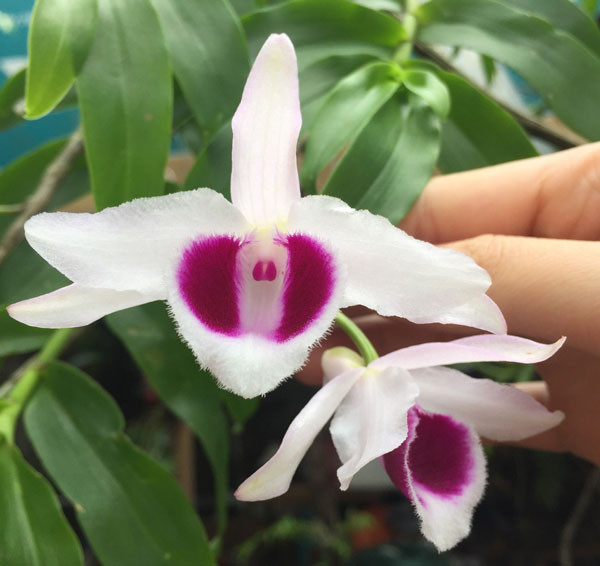 Giá mỗi cây hoa lan 5ct hiện được bán theo cm, với mỗi cây có thể lên đến 5 triệu/cm. Còn lại giá dao động trong khoảng từ 2 triệu đến 3 triệu/cm. Ảnh: Vuonlantaychi.