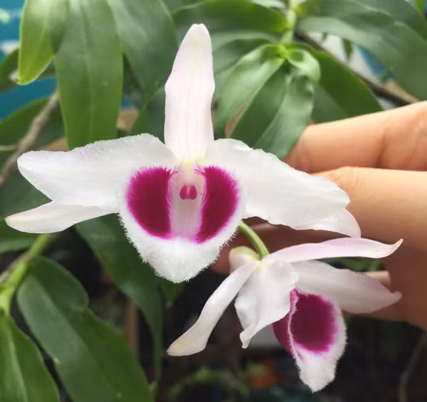 Giá mỗi cây hoa lan 5ct hiện được bán theo cm, với mỗi cây có thể lên đến 5 triệu/cm. Còn lại giá dao động trong khoảng từ 2 triệu đến 3 triệu/cm. Ảnh: Vuonlantaychi.