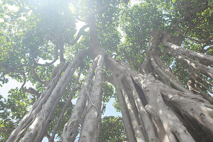 Anh Minh cho biết, cách đây gần 10 năm anh phải bỏ ra 12 tỷ đồng để sở hữu cây sanh này. Hiện có rất nhiều đại gia hỏi mua nhưng anh không bán vì coi đó như một “báu vật” trong vườn. Ảnh: Dân Việt.