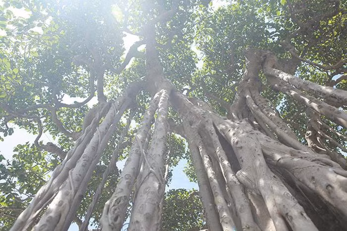 Anh Minh cho biết, cách đây gần 10 năm anh phải bỏ ra 12 tỷ đồng để sở hữu cây sanh này. Hiện có rất nhiều đại gia hỏi mua nhưng anh không bán vì coi đó như một “báu vật” trong vườn. Ảnh: Dân Việt.