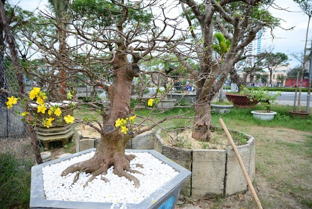 Không ít đại gia Việt còn có sở thích chơi mai cổ trăm tuổi dù giá lên tới cả tỷ đồng. Ảnh: ĐSPL.