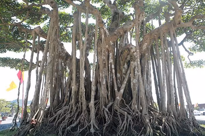 Cây có tuổi đời 200 năm, cao khoảng 4m, tán rộng 5,5m, đường kính bệ rễ 3m, thân tán xòe rộng và đối xứng đẹp mắt. Ảnh: Dân Việt.