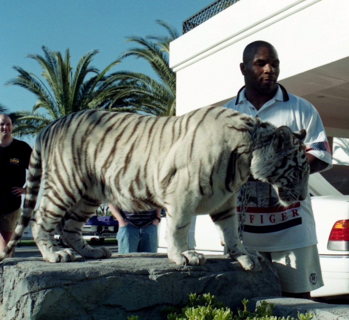 Huyền thoại quyền anh Mike Tyson có lẽ đã là tỷ phú nếu sự nghiệp không bị hủy hoại bởi ma túy và gái. Trước khi phá sản, Tyson từng mua 3 con hổ Bengal với giá 70.000 USD và thuê một người huấn luyện chúng với mức lương 125.000 USD/năm. Ảnh: Thesun.