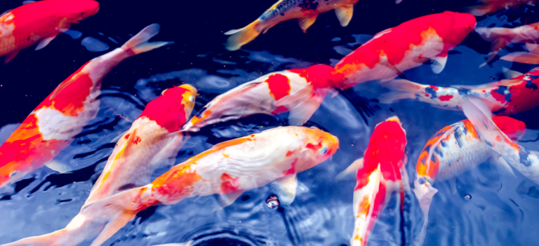 Vừa qua, thông tin hai thanh niên trộm đàn bảy con cá Koi trị giá cả trăm triệu đồng để bán và… nướng ăn nhậu khiến dư luận cả nước xôn xao. Ảnh minh họa.