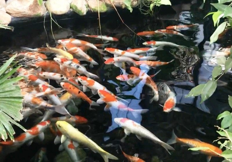 Cá chép koi nổi tiếng là loài cá cảnh quyền quý xuất hiện ở Nhật Bản và một số nước phương Đông được nhân rộng lên thành thú chơi nghệ thuật. Ảnh: Internet.